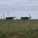 Multiple caribou in a field.
